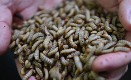 Stock image - black soldier fly larvae